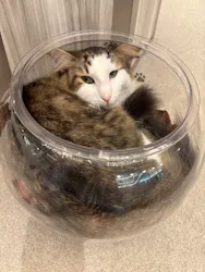 猫カフェモカ イオンモール高崎店に投稿された画像(2026/5/21)