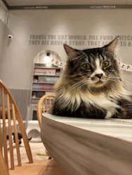 猫カフェモカ イオンモール高崎店に投稿された画像(2026/5/21)