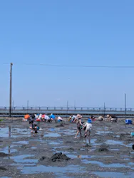 牛込海岸潮干狩りに投稿された画像(2026/5/22)