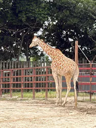 東武動物公園に投稿された画像(2026/5/23)