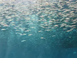 名古屋港水族館に投稿された画像(2026/5/24)
