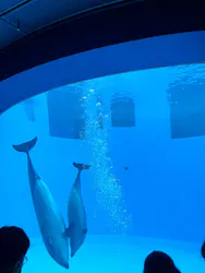 名古屋港水族館に投稿された画像(2026/5/24)