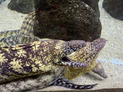 箱根園水族館に投稿された画像(2026/5/24)