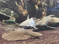 サンシャイン水族館に投稿された画像(2026/5/24)
