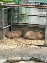 日立市かみね動物園に投稿された画像(2026/5/24)