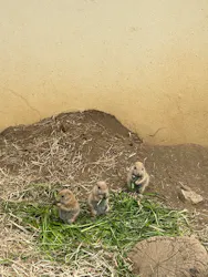 日立市かみね動物園に投稿された画像(2026/5/24)