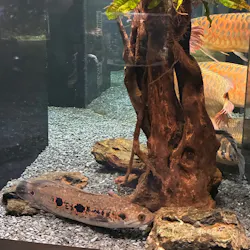 カワスイ 川崎⽔族館に投稿された画像(2026/5/25)
