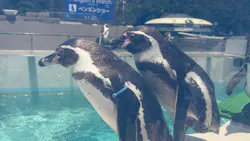 下田海中水族館に投稿された画像(2026/5/25)