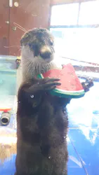 ゼロ距離水族館 伊勢シーパラダイスに投稿された画像(2026/5/25)