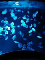 すみだ水族館に投稿された画像(2026/5/25)