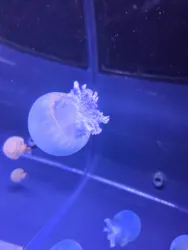 すみだ水族館に投稿された画像(2026/5/25)
