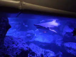 すみだ水族館に投稿された画像(2026/5/25)