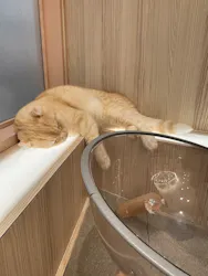 猫カフェモカ イオンモール幕張新都心店に投稿された画像(2026/5/25)