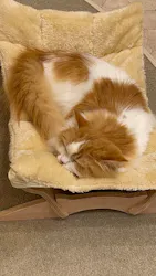 猫カフェモカ イオンモール幕張新都心店に投稿された画像(2026/5/25)