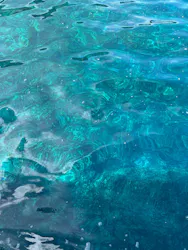 Y’S DIVE OKINAWA(ワイズダイブオキナワ)に投稿された画像(2026/5/25)