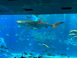沖縄美ら海水族館に投稿された画像(2026/5/26)