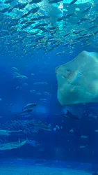 沖縄美ら海水族館に投稿された画像(2026/5/27)