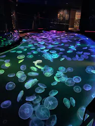 すみだ水族館に投稿された画像(2026/5/27)