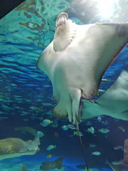 サンシャイン水族館に投稿された画像(2026/5/28)