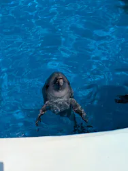 沖縄美ら海水族館に投稿された画像(2026/5/30)