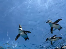 サンシャイン水族館に投稿された画像(2026/5/30)