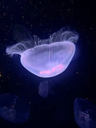 サンシャイン水族館に投稿された画像(2026/5/30)
