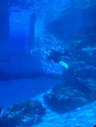 名古屋港水族館に投稿された画像(2026/5/30)