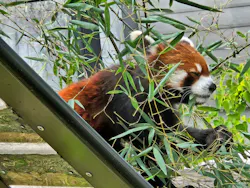名古屋市東山動植物園に投稿された画像(2026/5/31)