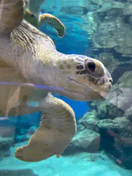 名古屋港水族館に投稿された画像(2026/5/31)
