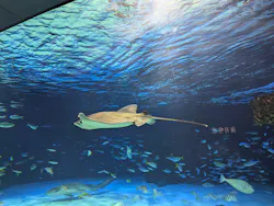 サンシャイン水族館に投稿された画像(2026/5/31)