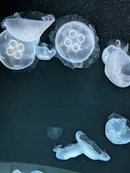 サンシャイン水族館に投稿された画像(2026/5/31)