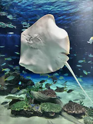 サンシャイン水族館に投稿された画像(2026/5/31)