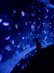 サンシャイン水族館に投稿された画像(2026/5/31)