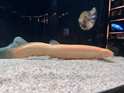 AQUARIUM × ART atoaに投稿された画像(2026/5/31)