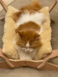 猫カフェモカ イオンモール幕張新都心店に投稿された画像(2026/5/31)