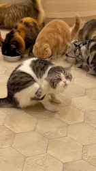 猫カフェモカ イオンモール幕張新都心店に投稿された画像(2026/5/31)