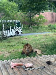 多摩動物公園 ライオンバス乗車券に投稿された画像(2026/6/1)