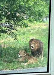 多摩動物公園 ライオンバス乗車券に投稿された画像(2026/6/1)
