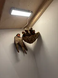 はしもとみお木彫展 いきものたちとの旅(氷見市芸術文化館)に投稿された画像(2026/6/2)
