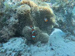 石垣島 ウミガメシュノーケル マリンショップHAPPYに投稿された画像(2026/6/2)