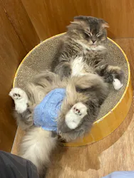 Cat Café MOFF コクーンシティさいたま新都心店に投稿された画像(2026/6/3)