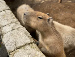 伊豆シャボテン動物公園に投稿された画像(2026/6/4)
