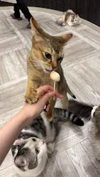 猫カフェモカ アルシェ大宮店に投稿された画像(2026/6/4)
