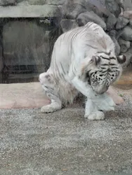 東武動物公園に投稿された画像(2026/6/7)