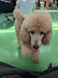 つくばわんわんランドに投稿された画像(2026/6/8)
