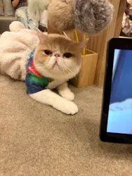 猫カフェモカ 名古屋栄店に投稿された画像(2026/6/8)