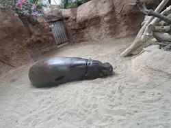 神戸どうぶつ王国に投稿された画像(2026/6/8)