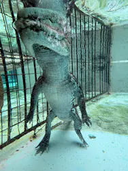 熱川バナナワニ園に投稿された画像(2026/6/9)