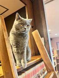 猫カフェPuchiMarry 京都河原町店に投稿された画像(2026/6/9)