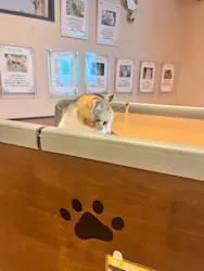 猫カフェPuchiMarry 京都河原町店に投稿された画像(2026/6/9)